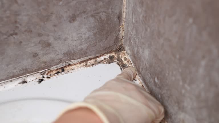 Biohazard Mold Removal in Tallapoosa, GA